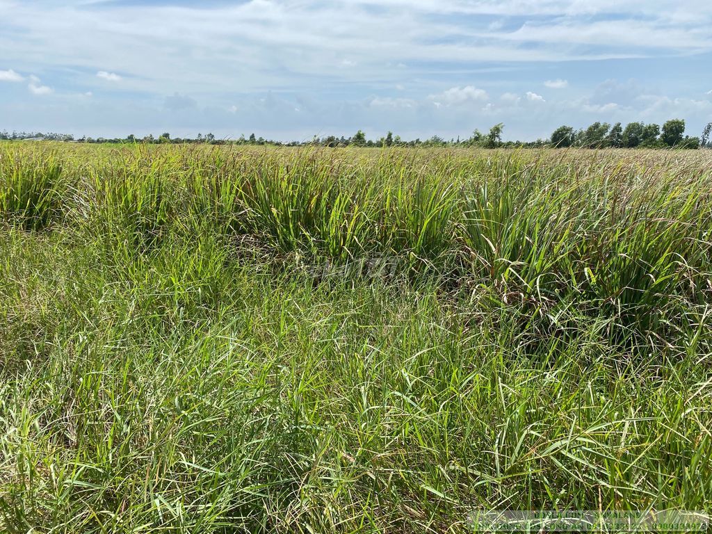 Bán đất mở Công ty ra Khu Công Nghiệp Nhựt Chánh 200m, Sát Quốc Lộ Thủ Thừa, Long An, 28000m2, 700 triệu.